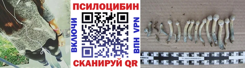 Купить закладки  Буинск  Псилоцибиновые грибы Cubensis 
